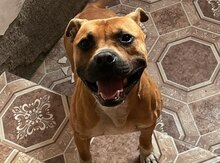 Pitbul 