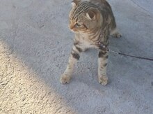 Benqal pişiyi