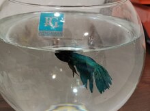Betta dəsti