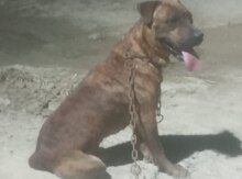 Pitbul