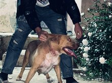 Pitbul