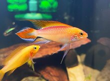 Apistogramma agassizii fire red