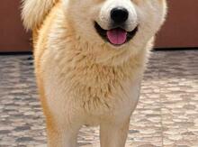 Akita-inu