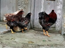 Red Blue Wyandotte toyuqlar