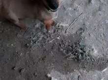 Çixuaxua