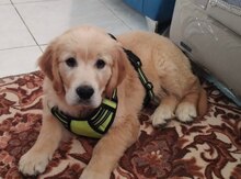 Labrador Retriver