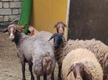 Qala qoyunları
