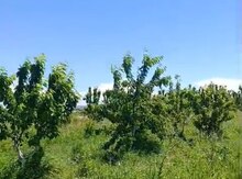 3400 sot torpaq sahəsi, Ağdaş r.