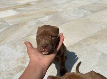 Pitbul balaları 