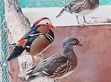 Mandarinka ördəyi