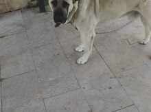 Kanqal