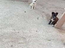 Həyət iti balaları