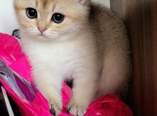 Британские Шиншиллы 