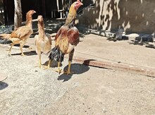 Heyratı beçələri