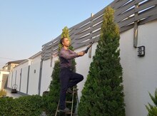 Bağban işi axtarıram