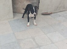 Pitbul balaları