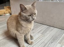 Pişik balaları 