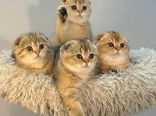 Şinşilla pişiyi balaları