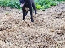 Labrador Retriver