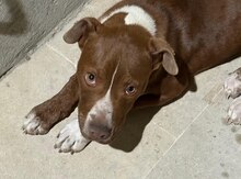 Pitbul