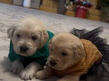 Labrador Retriver balaları