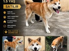 Akita-inu