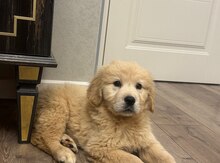 Golden Retriver balası
