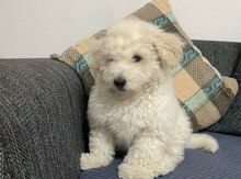 Mini pudel