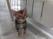 Benqal pişiyi 