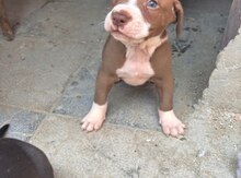 Pitbul balaları 
