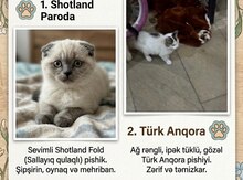 Pişik etibarlı əllərə verilir