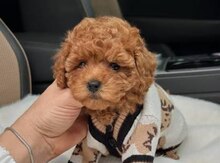 Micro Toy Poodle balaları
