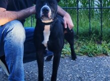 Pitbul (cütləşdirmək üçün) 