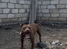 Pitbul 