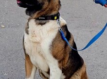 Akita-inu