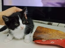 Pişik etibarlı əllərə verilir