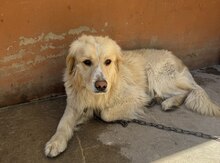 Golden Retriver