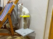 Pişik etibarlı əllərə verilir