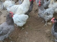 Avstralorp yumurtası 