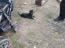 Labrador və pitbul qarışığı