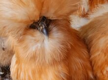 Pom-pom cücəsi