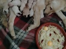 Qızılı Retriver balası 