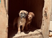 Pitbul balası