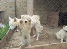 Akita-inu balaları