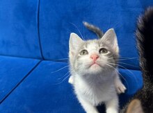 Pişik balaları etibarlı əllərə verilir