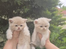 Породистые котята