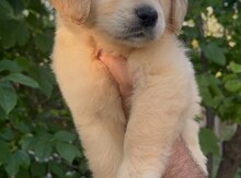 Golden Retriver