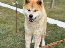 Akita-inu 