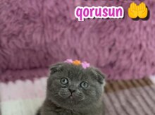 Şotland pişiyi balası