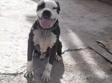 Pitbul